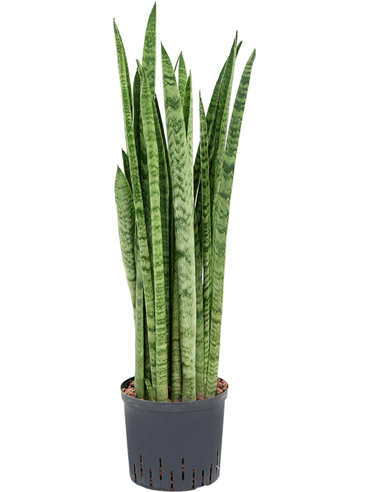 Planta naturala de interior Tuft D35xH80cm Sansevieria zeylanica 'Narrow' P22/19cm in hidrogranule