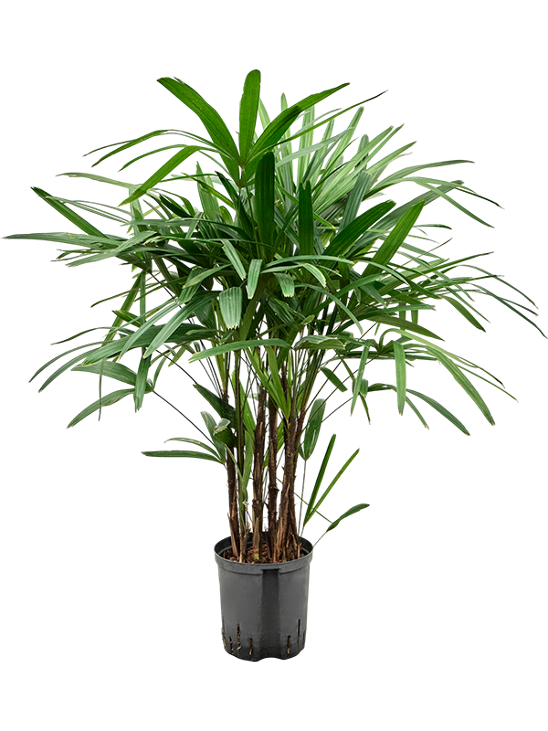 Planta naturala de interior Tuft D35xH90cm Rhapis excelsa P18/19cm in hidrogranule