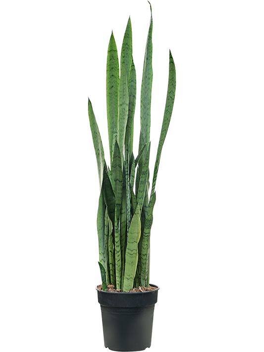 Planta naturala de interior Tuft D35xH90cm Sansevieria trifasciata 'Silver Mist' PS21/20cm in pamant