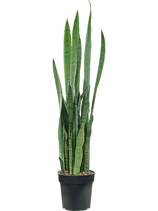 Planta naturala de interior Tuft D35xH90cm Sansevieria trifasciata 'Silver Mist' PS21/20cm in pamant