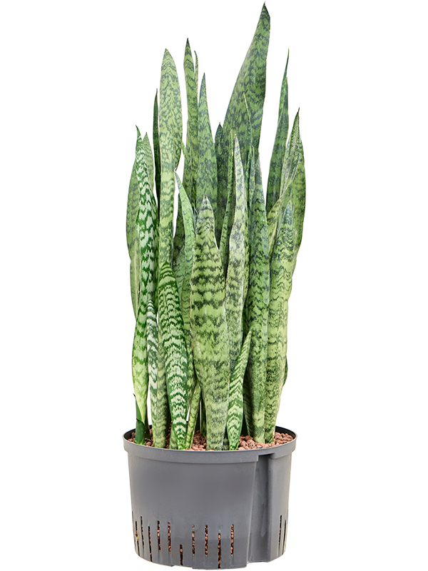 Planta naturala de interior Tuft D35xH90cm Sansevieria zeylanica P28/19cm in hidrogranule