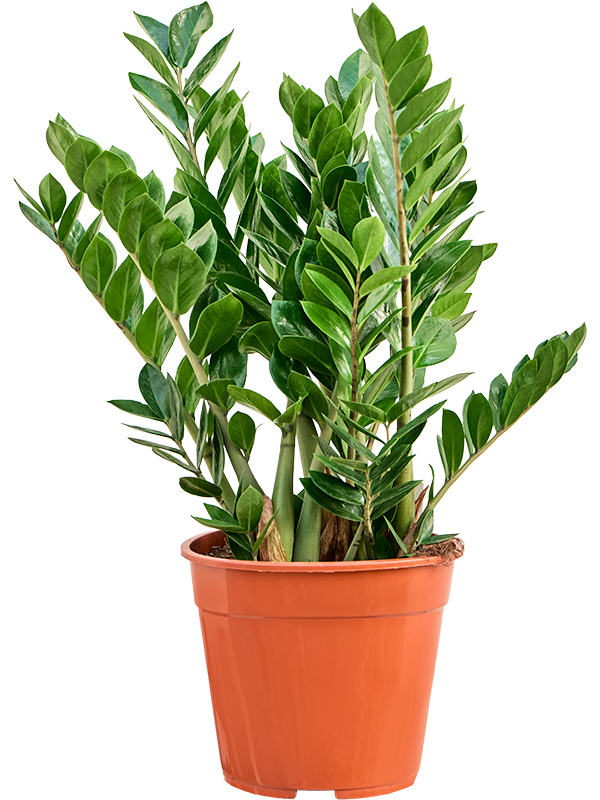 Planta naturala de interior Tuft D35xH90cm Zamioculcas zamiifolia PS27/24cm in pamant