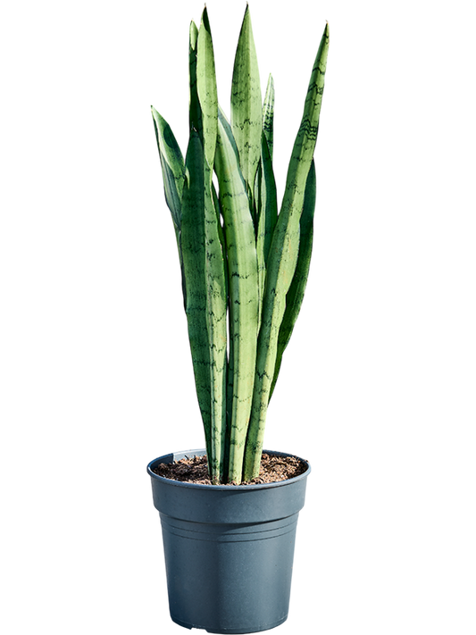 Planta naturala de interior Tuft D35xH95cm Sansevieria trifasciata 'Silver Mist' PS19/18cm in pamant