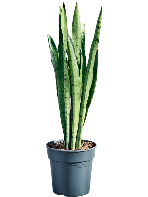 Planta naturala de interior Tuft D35xH95cm Sansevieria trifasciata 'Silver Mist' PS19/18cm in pamant