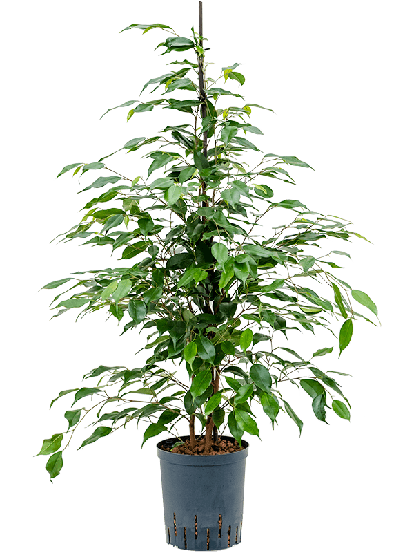 Planta naturala de interior Tuft D40xH100cm Ficus benjamina 'Exotica' P18/19cm in hidrogranule
