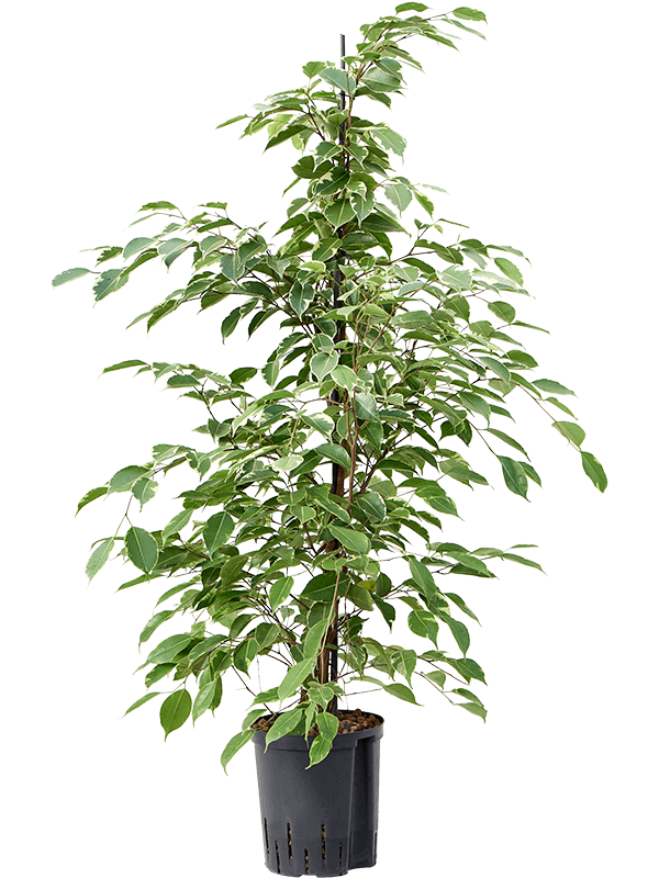 Planta naturala de interior Tuft D40xH100cm Ficus benjamina 'Golden king' P18/19cm in hidrogranule