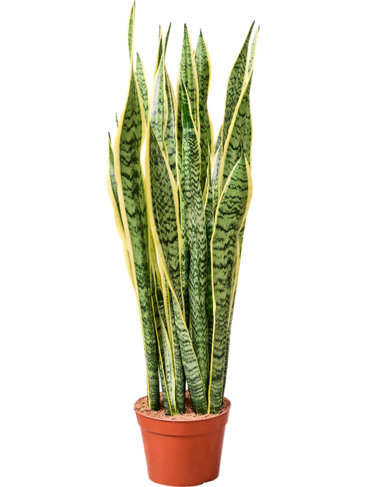 Planta naturala de interior Tuft D40xH100cm Sansevieria trifasciata 'Laurentii' PS23/21cm in pamant
