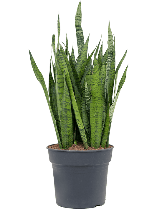 Planta naturala de interior Tuft D40xH100cm Sansevieria zeylanica PS34/30cm in pamant