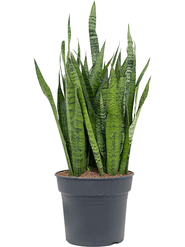 Planta naturala de interior Tuft D40xH100cm Sansevieria zeylanica PS34/30cm in pamant
