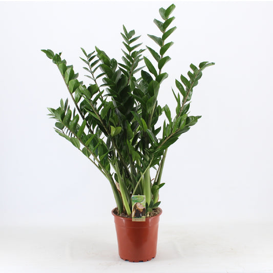 Planta naturala de interior Tuft D40xH100cm Zamioculcas zamiifolia PS24/cm in pamant