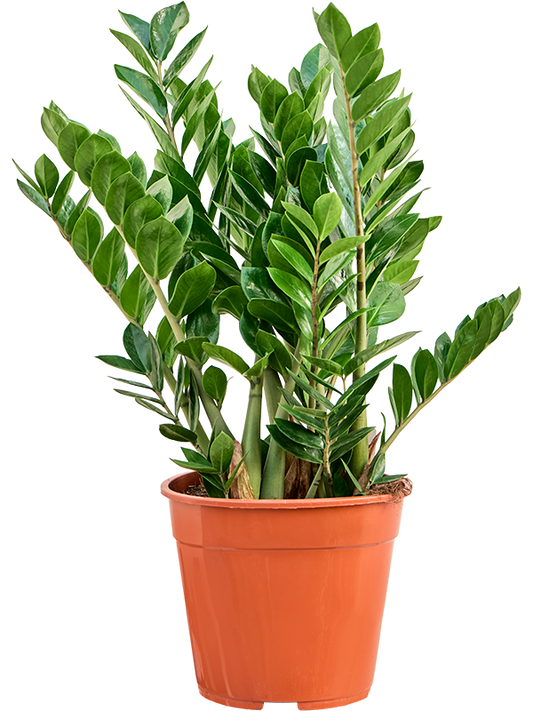 Planta naturala de interior Tuft D40xH100cm Zamioculcas zamiifolia PS27/24cm in pamant