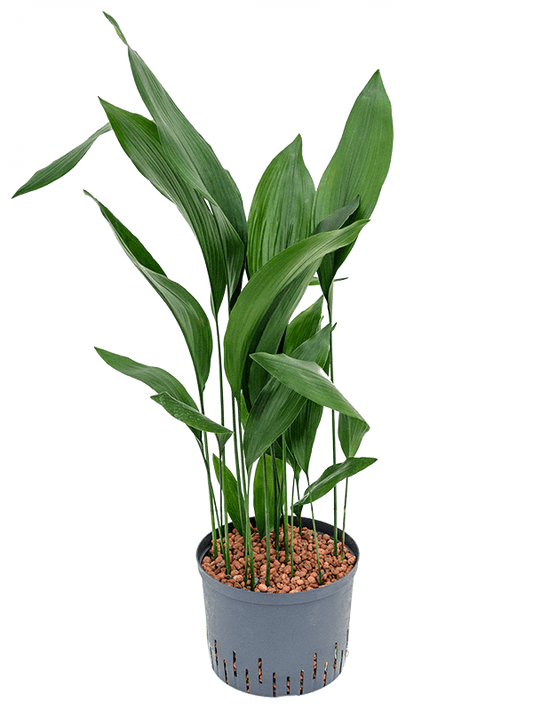 Planta naturala de interior Tuft D40xH105cm Aspidistra elatior P25/19cm in hidrogranule