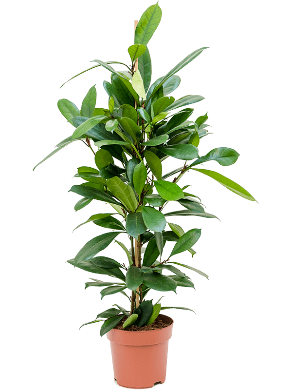 Planta naturala de interior Tuft D40xH105cm Ficus cyathistipula PS21/19cm in pamant