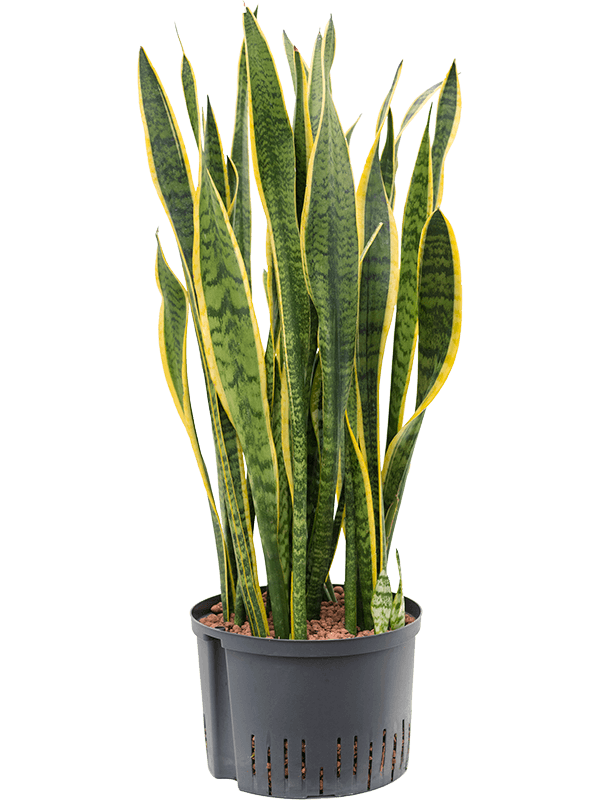 Planta naturala de interior Tuft D40xH105cm Sansevieria trifasciata 'Laurentii' P28/19cm in hidrogranule