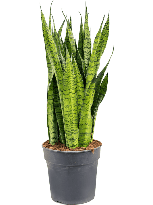 Planta naturala de interior Tuft D40xH110cm Sansevieria zeylanica PS30/27cm in pamant