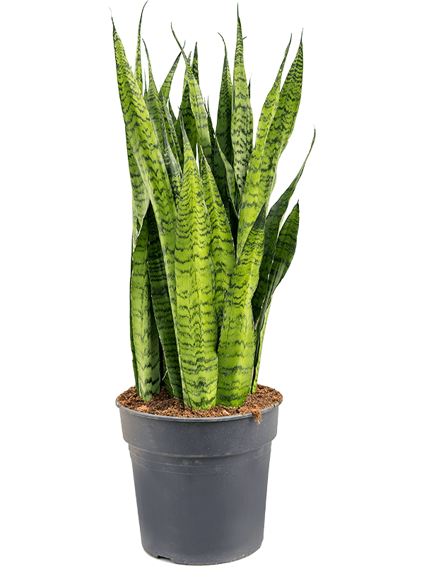 Planta naturala de interior Tuft D40xH110cm Sansevieria zeylanica PS30/27cm in pamant