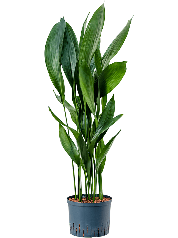 Planta naturala de interior Tuft D40xH120cm Aspidistra elatior P25/19cm in hidrogranule