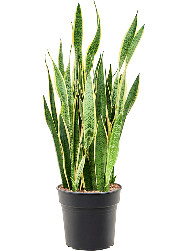 Planta naturala de interior Tuft D40xH90cm Sansevieria trifasciata 'Laurentii' PS30/27cm in pamant