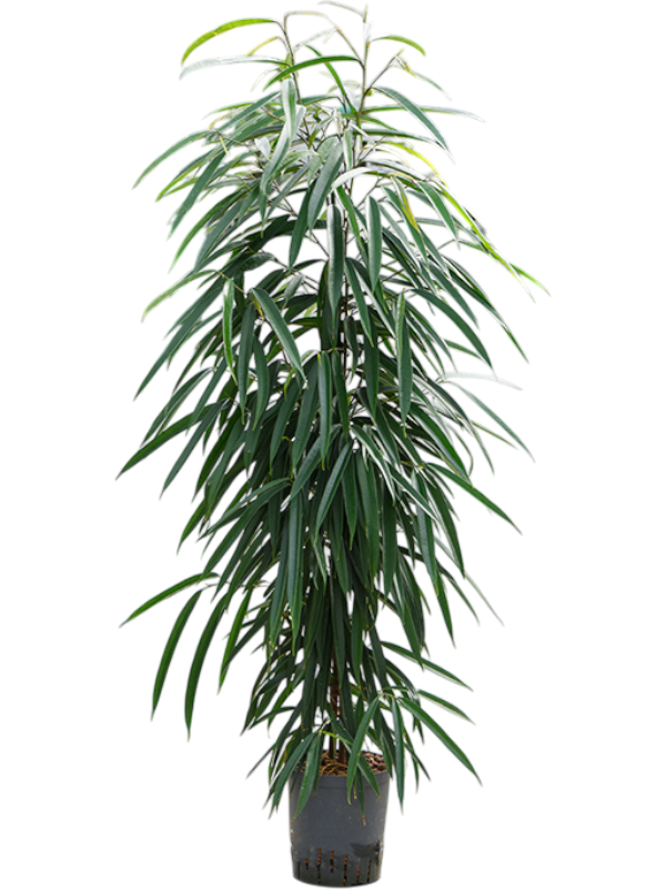 Planta naturala de interior Tuft D40xH130cm Ficus binnendijkii 'Alii' P18/19cm in hidrogranule