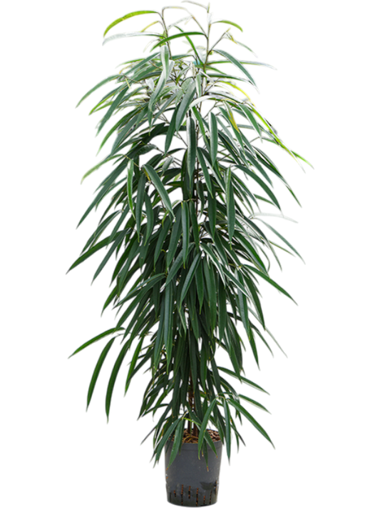 Planta naturala de interior Tuft D40xH130cm Ficus binnendijkii 'Alii' P18/19cm in hidrogranule