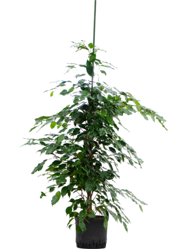 Planta naturala de interior Tuft D40xH150cm Ficus benjamina 'Exotica' P22/19cm in hidrogranule