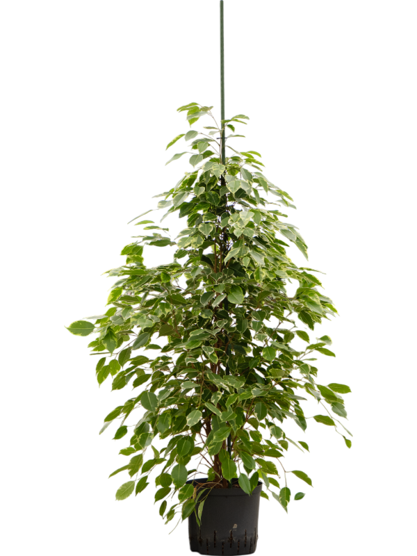 Planta naturala de interior Tuft D40xH150cm Ficus benjamina 'Golden king' P22/19cm in hidrogranule