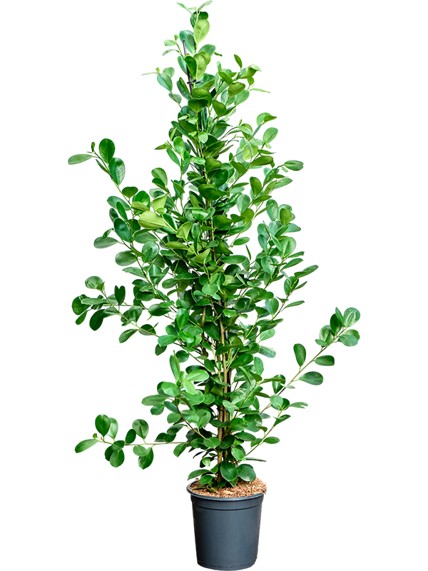 Planta naturala de interior Tuft D40xH150cm Ficus microcarpa 'Moclame' PS24/21cm in pamant