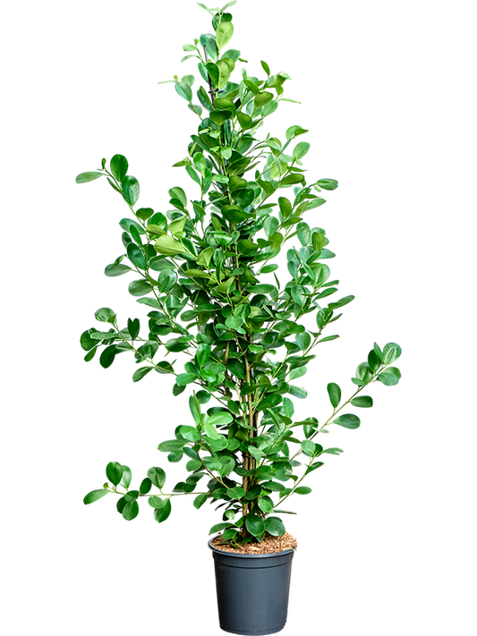 Planta naturala de interior Tuft D40xH150cm Ficus microcarpa 'Moclame' PS24/21cm in pamant