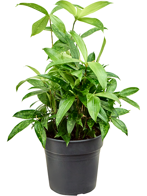 Planta naturala de interior Tuft D40xH40cm Dracaena surculosa PS21/20cm in pamant