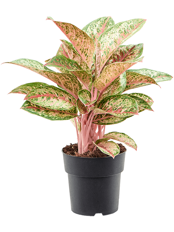 Planta naturala de interior Tuft D40xH50cm Aglaonema 'Painted Celebration' PS19/17cm in pamant