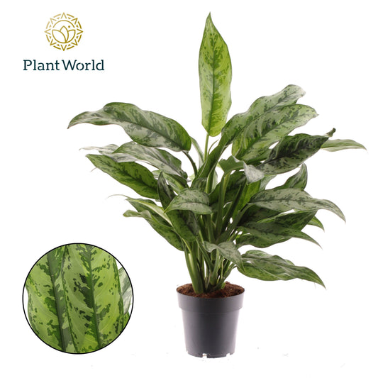 Planta naturala de interior Tuft D40xH50cm Aglaonema 'Romeo' PS14cm in pamant