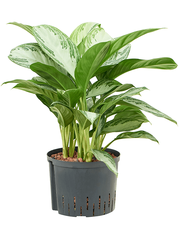 Planta naturala de interior Tuft D40xH50cm Aglaonema 'Silver Bay' P25/19cm in hidrogranule