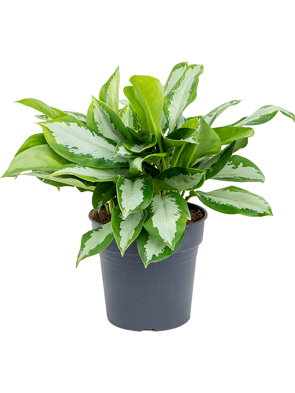 Planta naturala de interior Tuft D40xH50cm Aglaonema 'Silver Moon' PS21/20cm in pamant