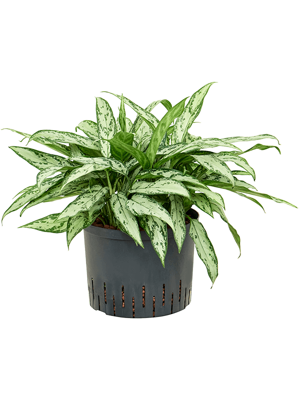 Planta naturala de interior Tuft D40xH50cm Aglaonema 'Silver Queen' P25/19cm in hidrogranule