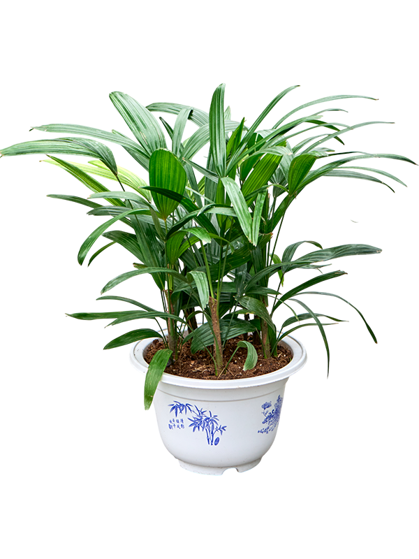 Planta naturala de interior Tuft D40xH50cm Rhapis excelsa PS25/18cm in pamant