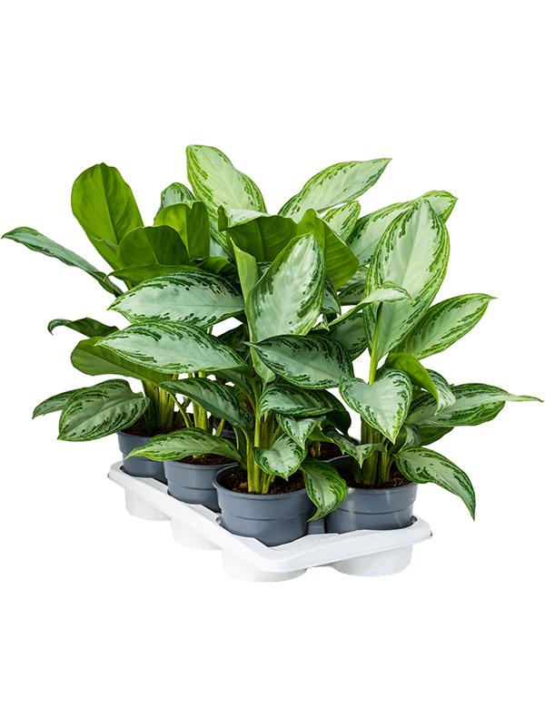 Planta naturala de interior Tuft D40xH55cm Aglaonema 'Silver Bay' PS17/16cm in pamant