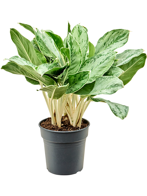 Planta naturala de interior Tuft D40xH60cm Aglaonema 'Horizon' PS24/22cm in pamant