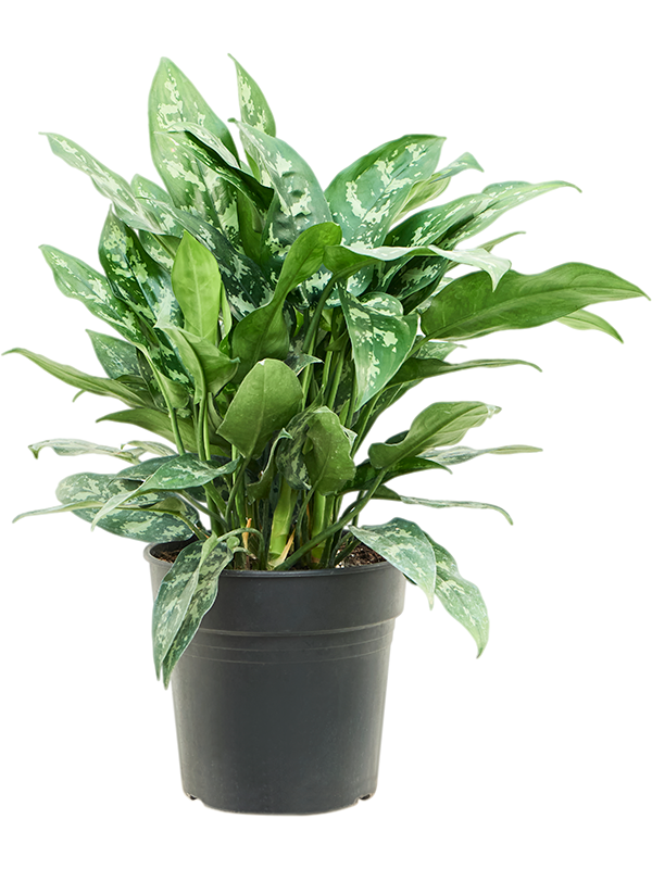 Planta naturala de interior Tuft D40xH60cm Aglaonema 'Maria' PS24/23cm in pamant