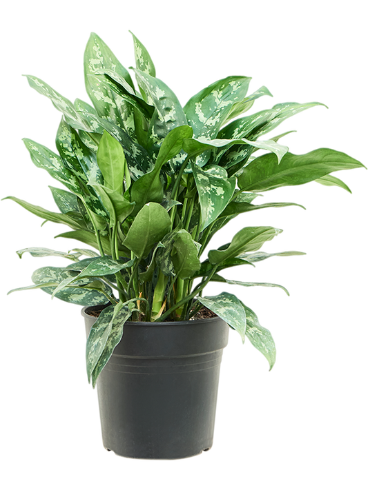 Planta naturala de interior Tuft D40xH60cm Aglaonema 'Maria' PS24/23cm in pamant