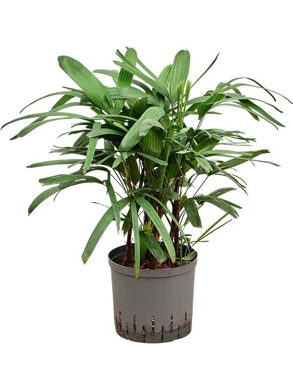 Planta naturala de interior Tuft D40xH60cm Rhapis excelsa P22/19cm in hidrogranule