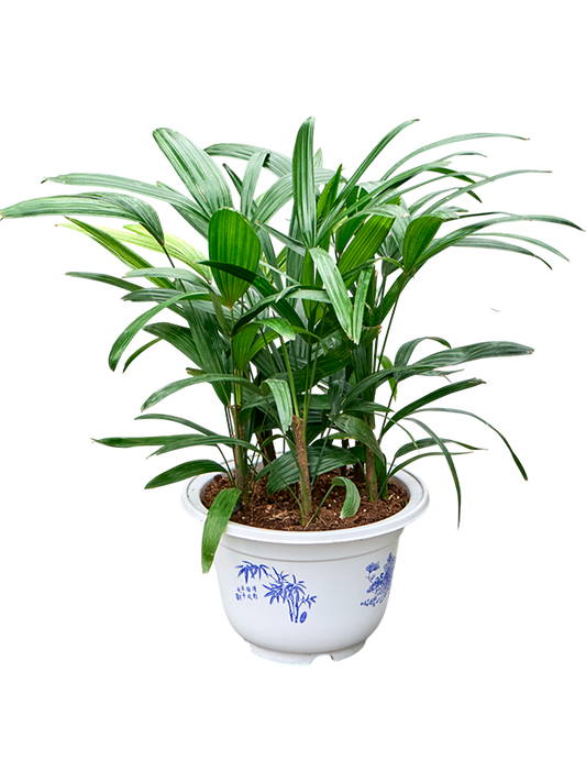 Planta naturala de interior Tuft D40xH60cm Rhapis excelsa PS25/18cm in pamant