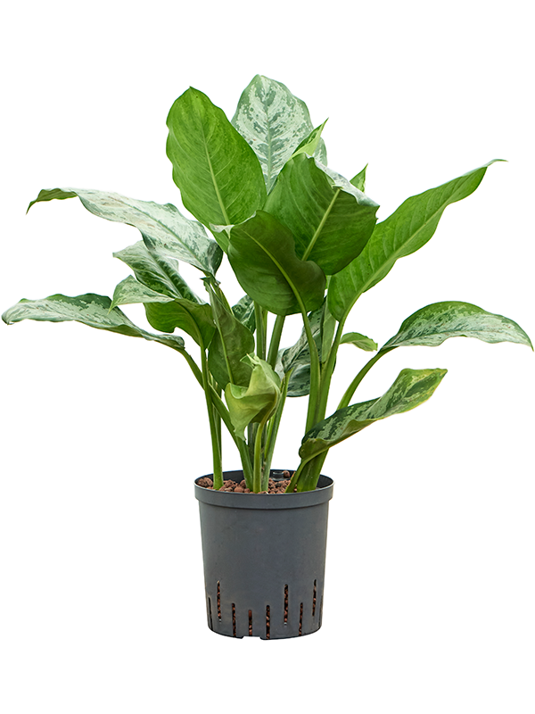 Planta naturala de interior Tuft D40xH70cm Aglaonema 'Chantal' P18/19cm in hidrogranule