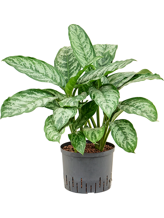 Planta naturala de interior Tuft D40xH70cm Aglaonema 'Chantal' P25/19cm in hidrogranule