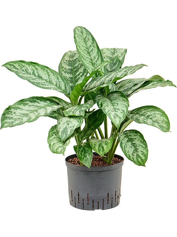 Planta naturala de interior Tuft D40xH70cm Aglaonema 'Chantal' P25/19cm in hidrogranule