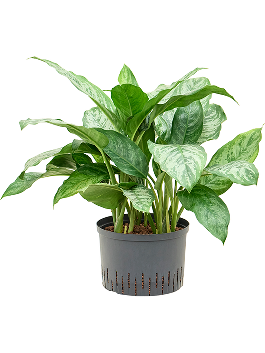 Planta naturala de interior Tuft D40xH70cm Aglaonema 'Chantal' P28/19cm in hidrogranule