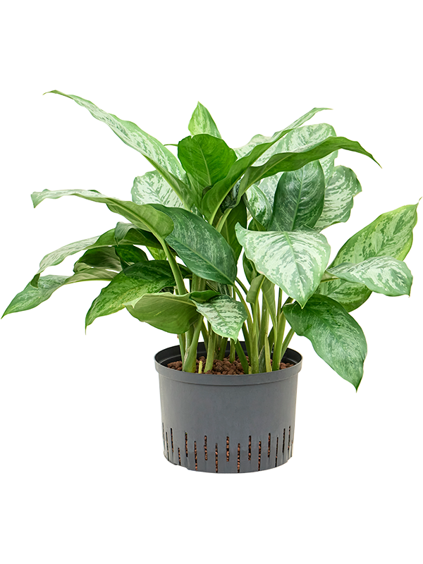 Planta naturala de interior Tuft D40xH70cm Aglaonema 'Chantal' P28/19cm in hidrogranule