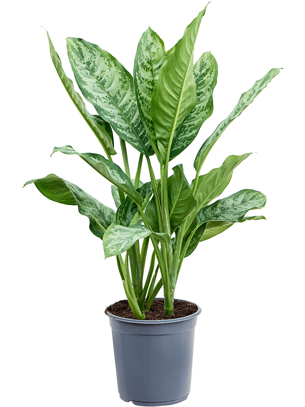 Planta naturala de interior Tuft D40xH70cm Aglaonema 'Chantal' PS24/23cm in pamant