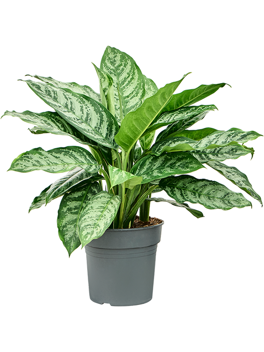 Planta naturala de interior Tuft D40xH70cm Aglaonema 'Chantal' PS27/25cm in pamant