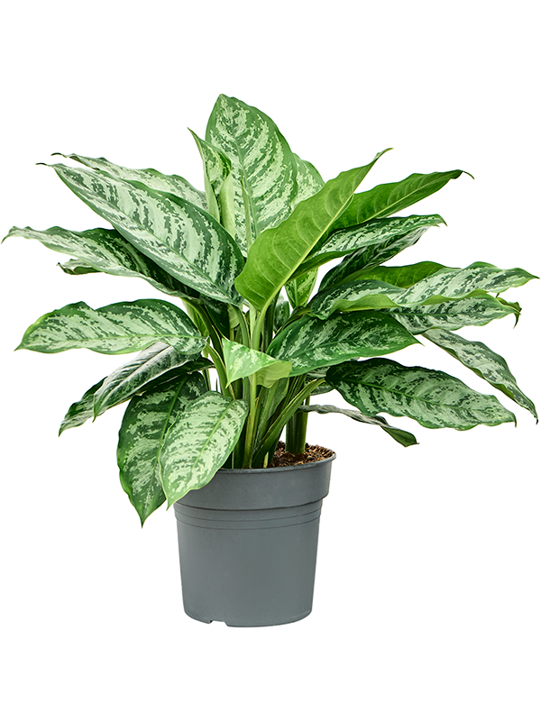 Planta naturala de interior Tuft D40xH70cm Aglaonema 'Chantal' PS27/25cm in pamant