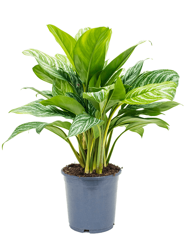 Planta naturala de interior Tuft D40xH70cm Aglaonema 'Stripes' PS24/22cm in pamant